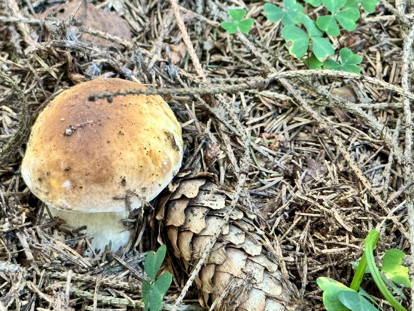 шаховская, тихая охота, грибы, грибник, грибы в лесу,
