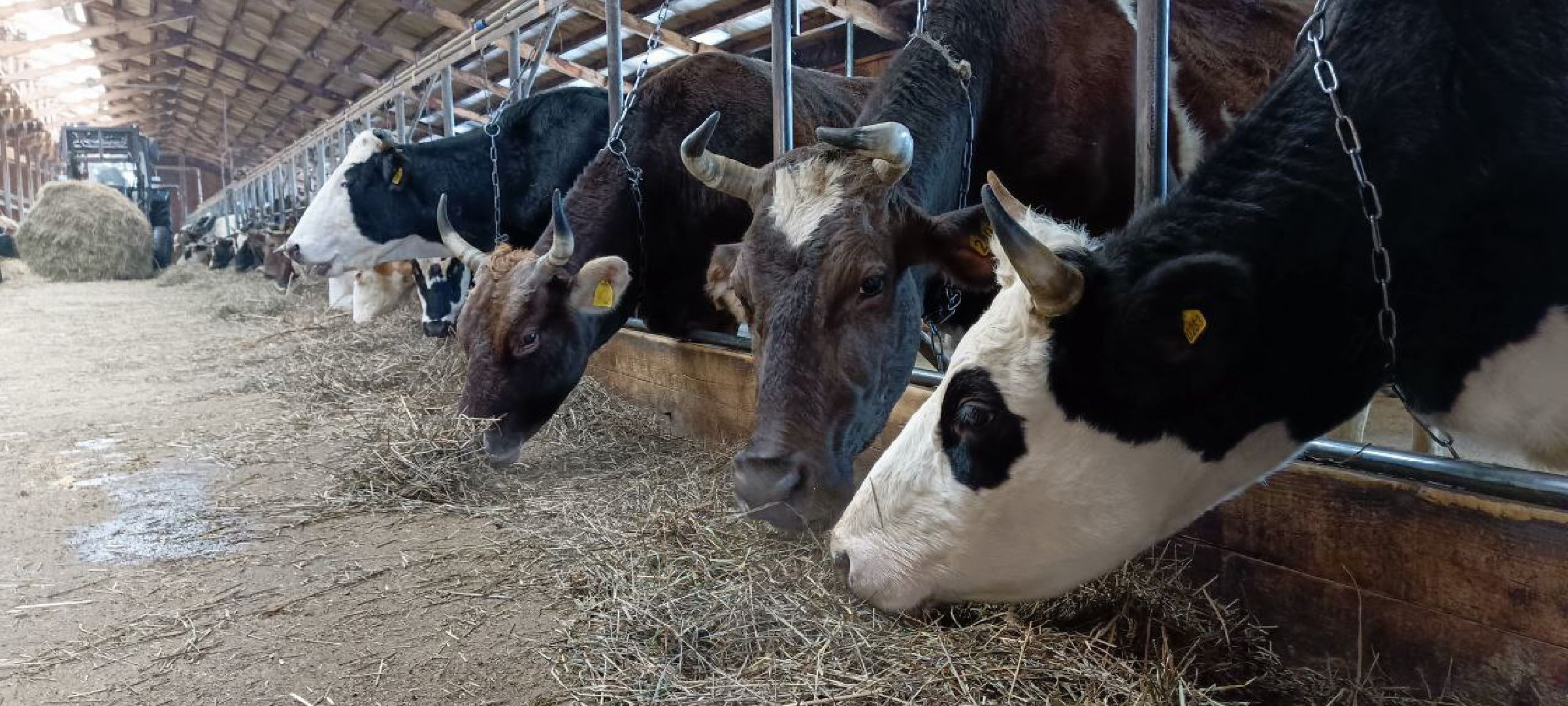 Дмитров, КФХ Свободный труд, Сыроварня Булатовых, Фермеры, Минсельхоз,