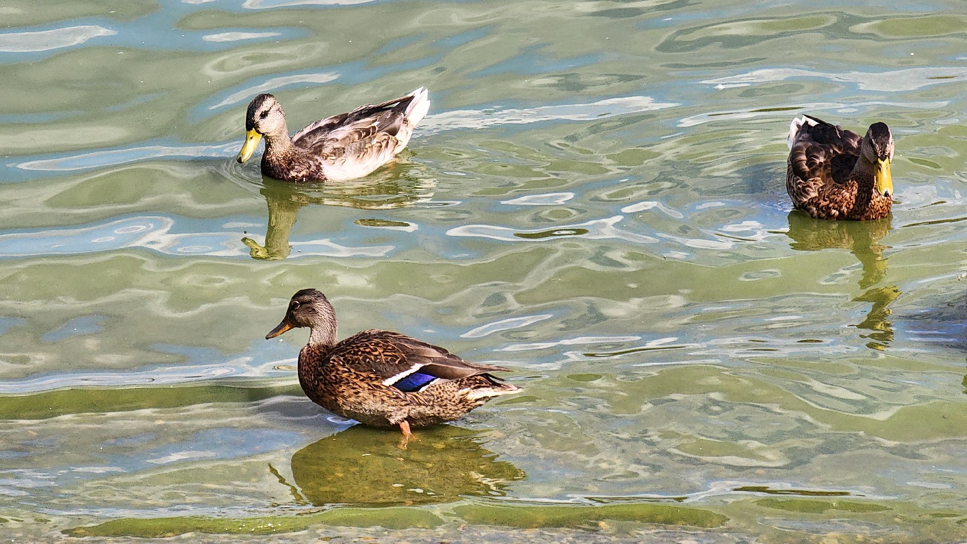 солнечногорск, озеро сенеж, арт-объекты, александр блок,