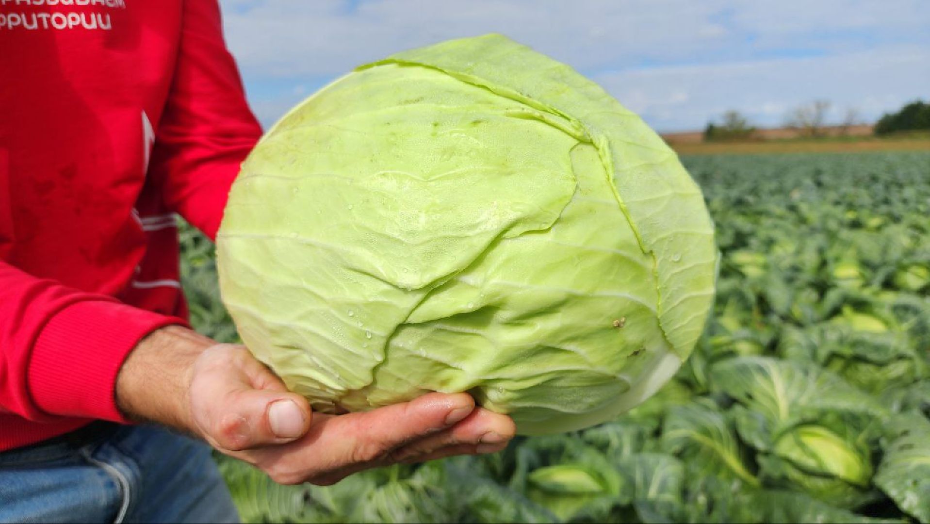 луховицы, сельское хозяйство,