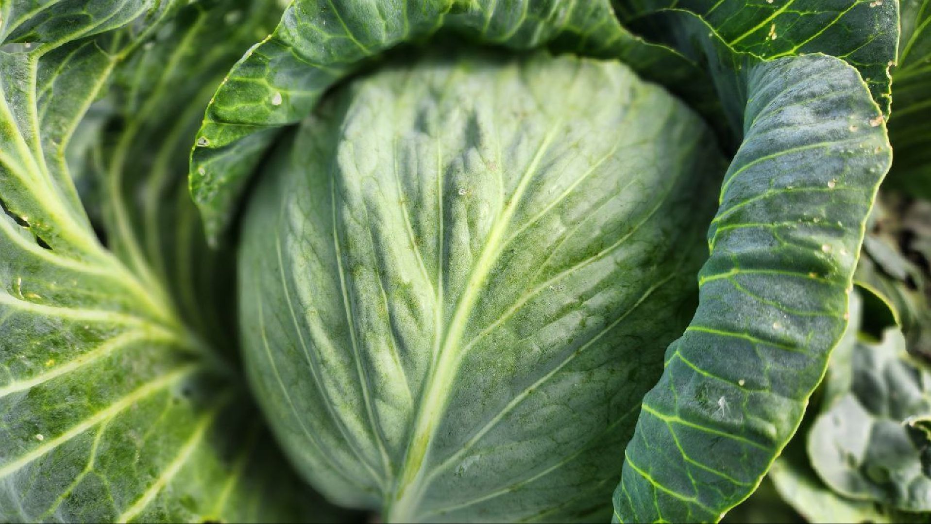 луховицы, сельское хозяйство,