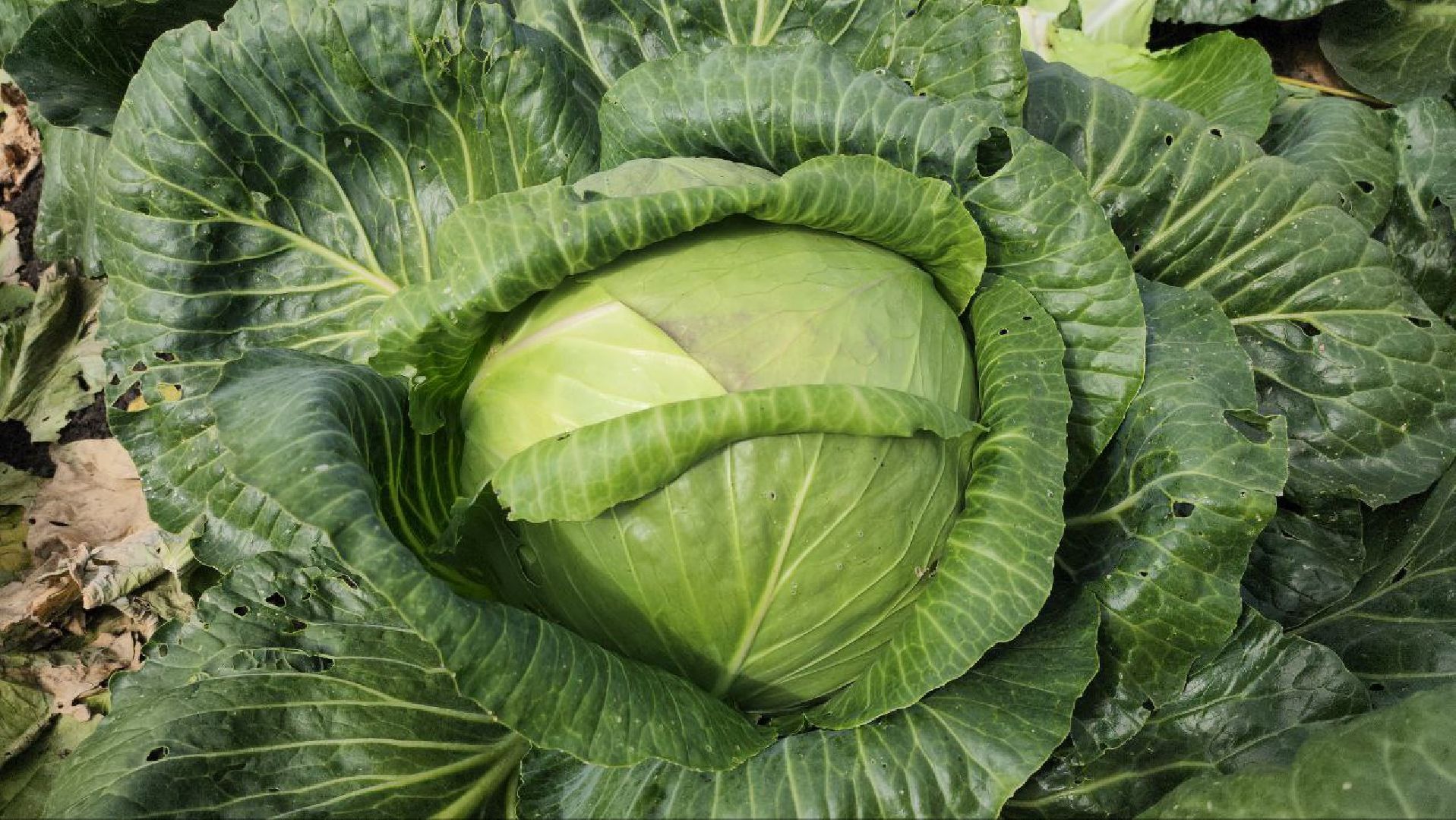 луховицы, сельское хозяйство,