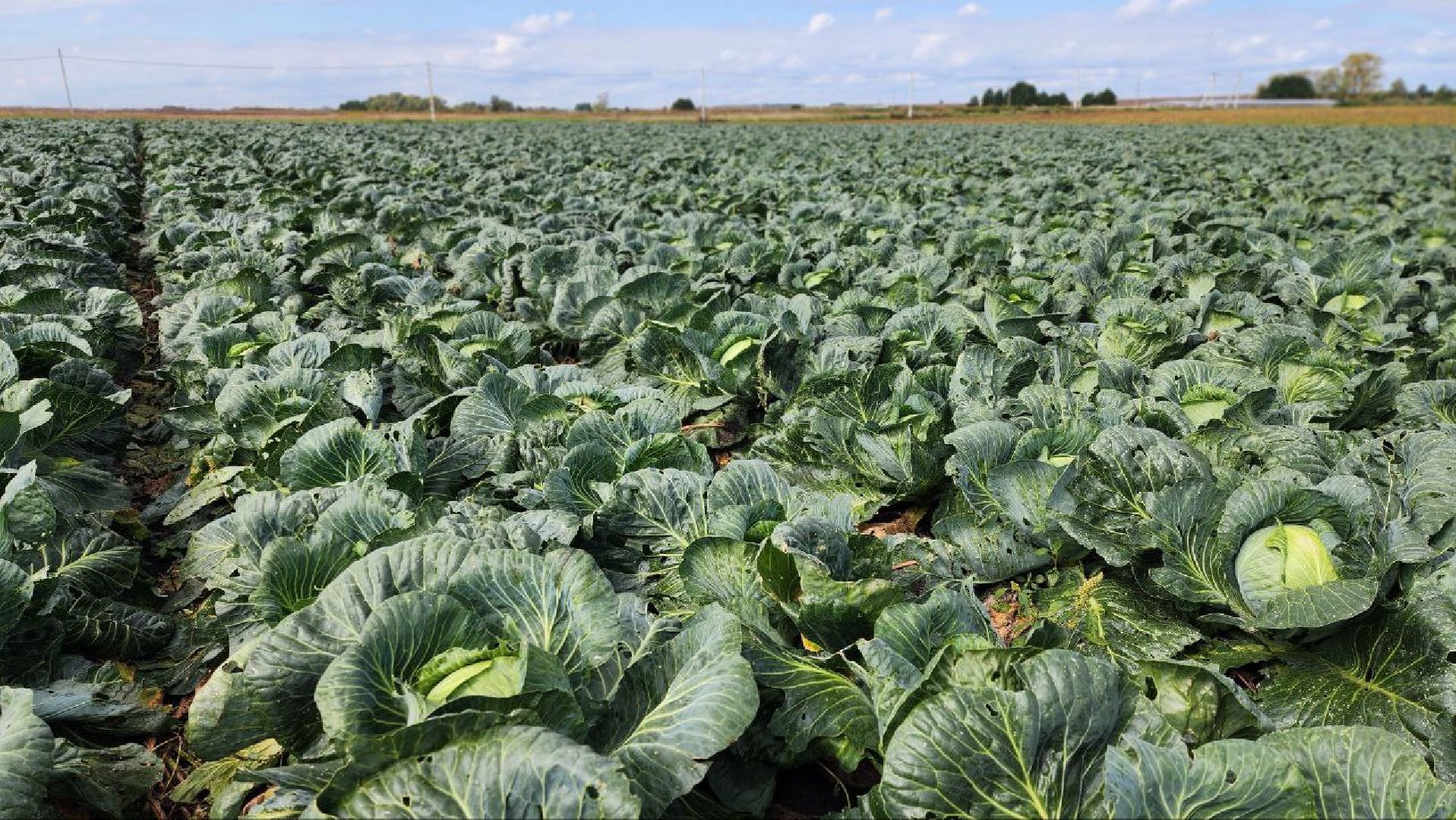 луховицы, сельское хозяйство,