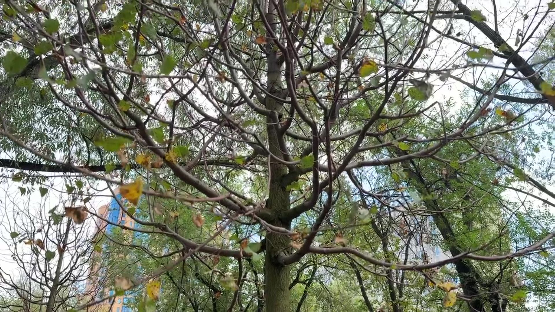 Реутов, образование, посадка деревьев,