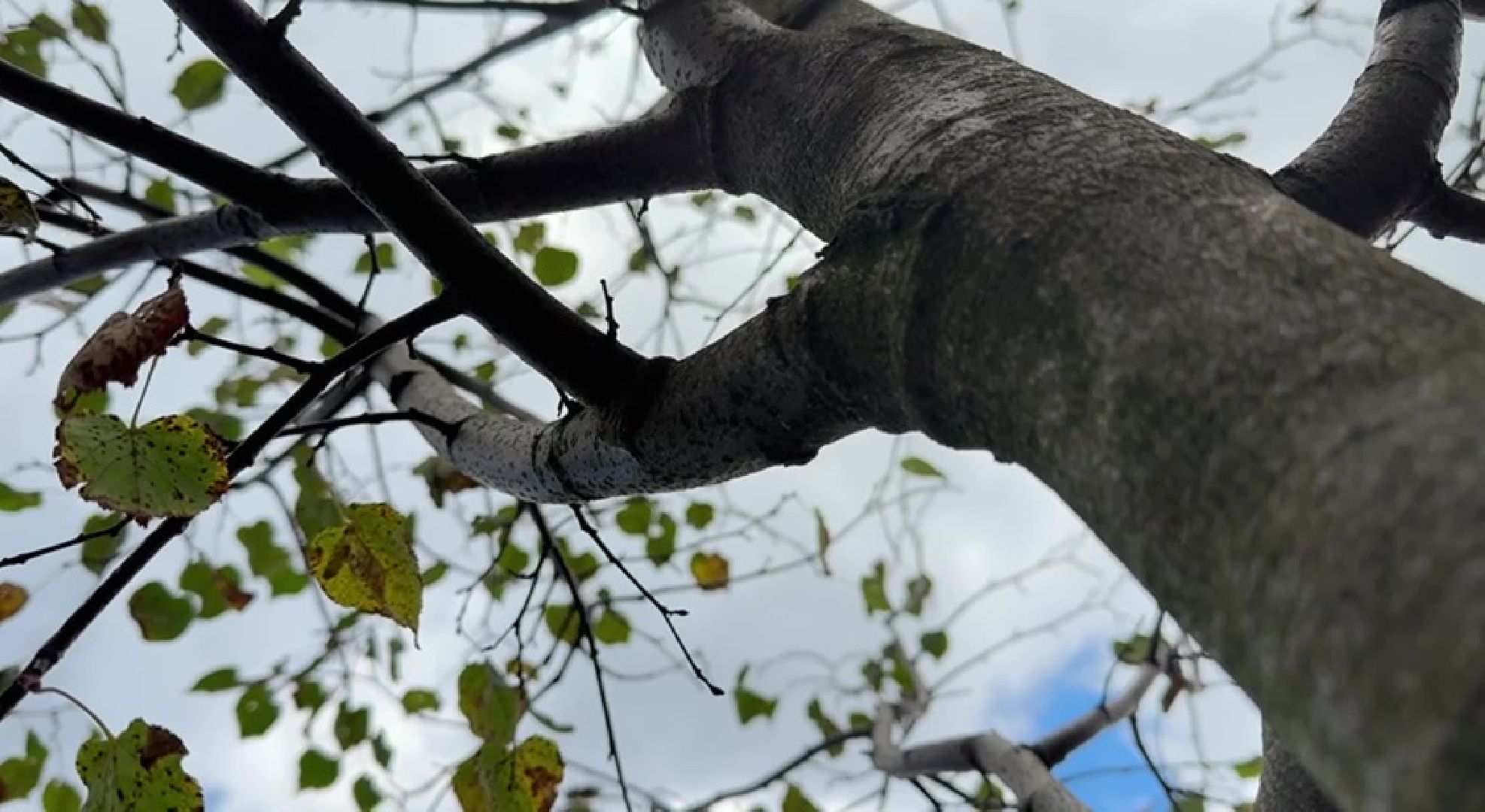 Реутов, образование, посадка деревьев,