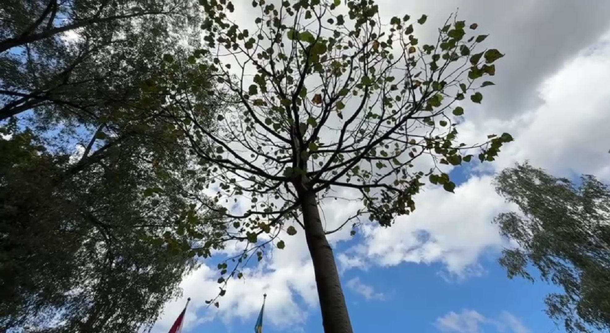 Реутов, образование, посадка деревьев,