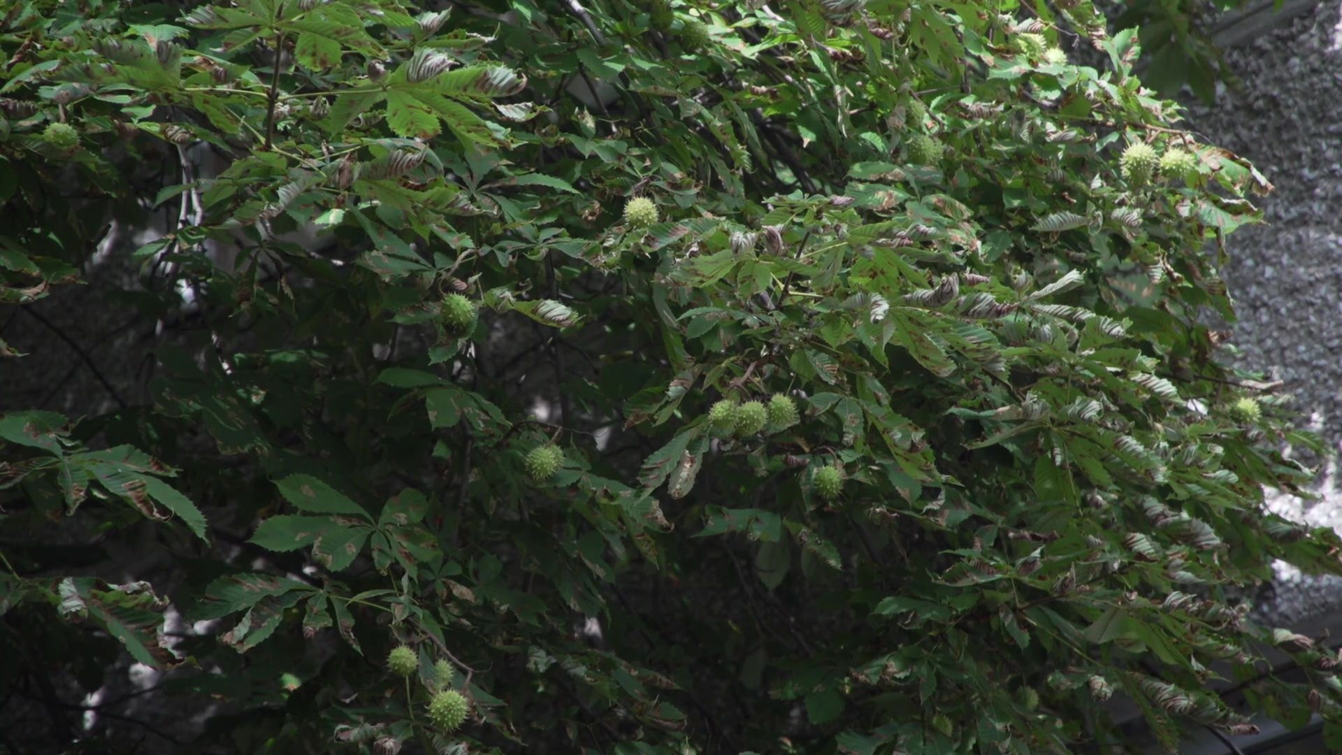 Реутов, образование, посадка деревьев,