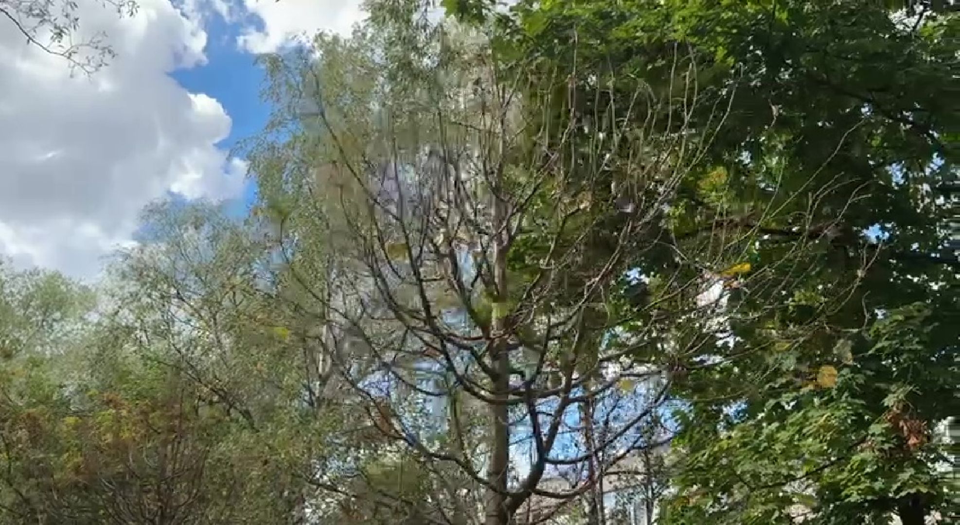 Реутов, образование, посадка деревьев,