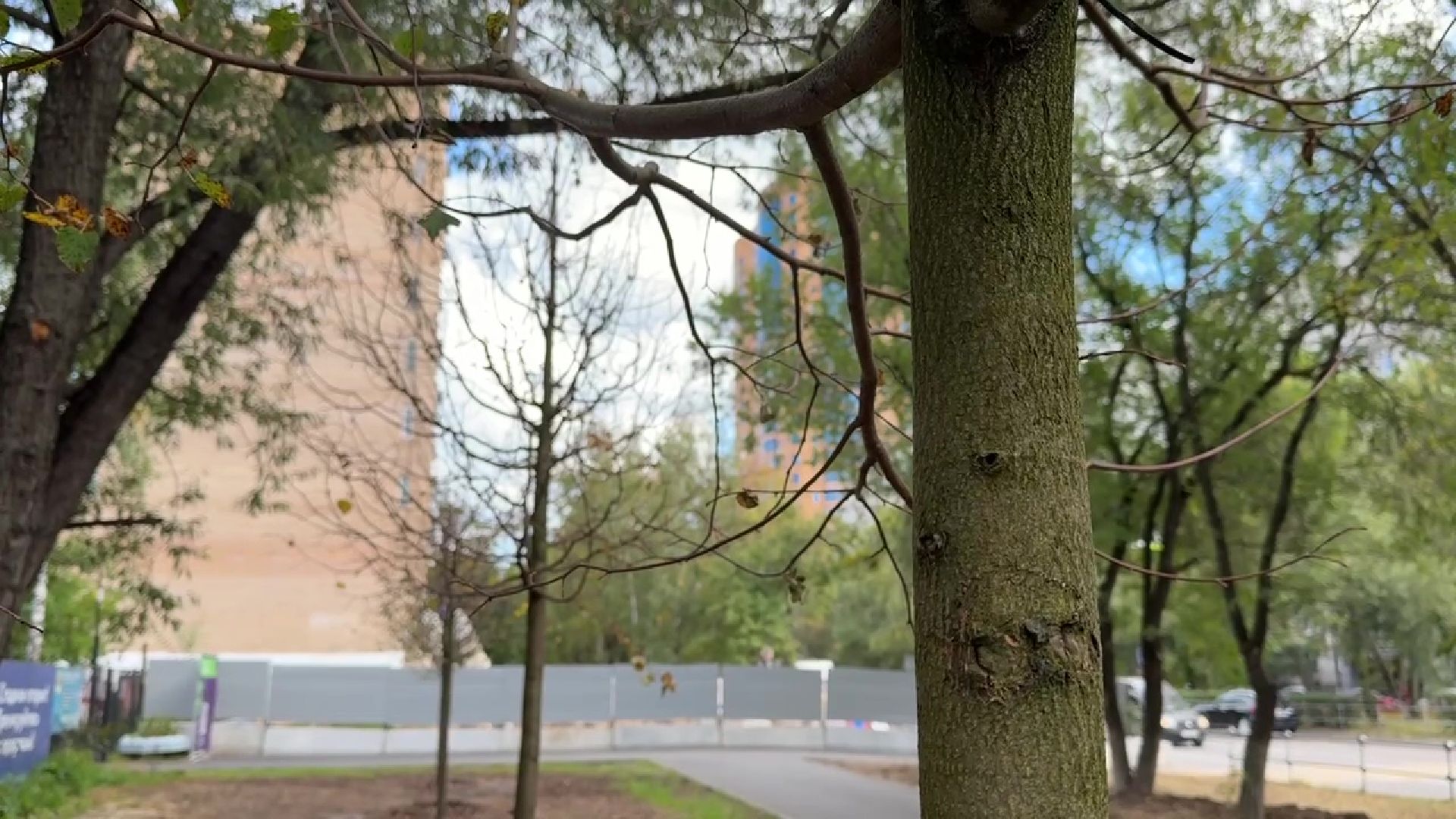 Реутов, образование, посадка деревьев,