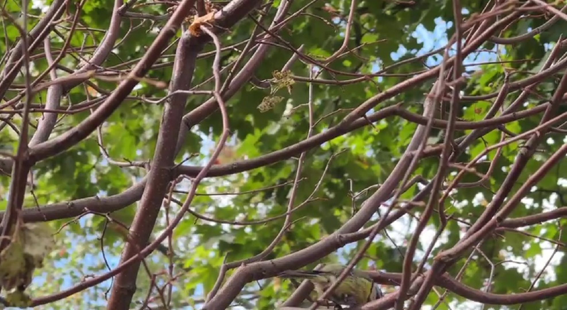 Реутов, образование, посадка деревьев,