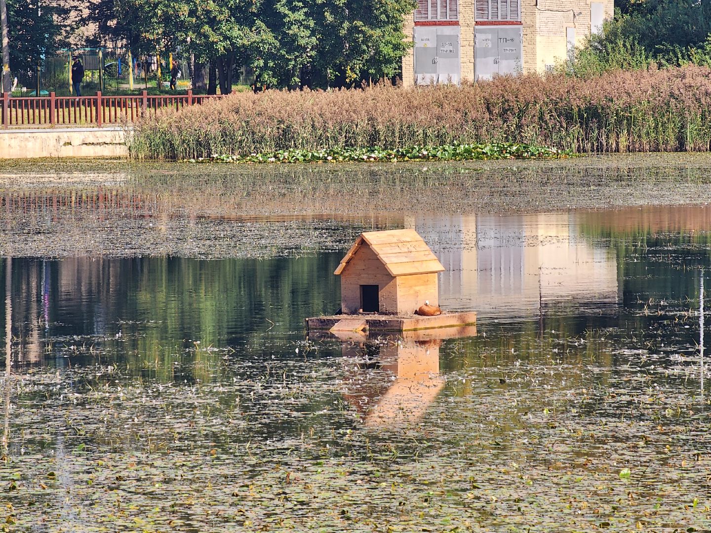 королёв, городской пруд в Юбилейном, уткиогари в королеве,