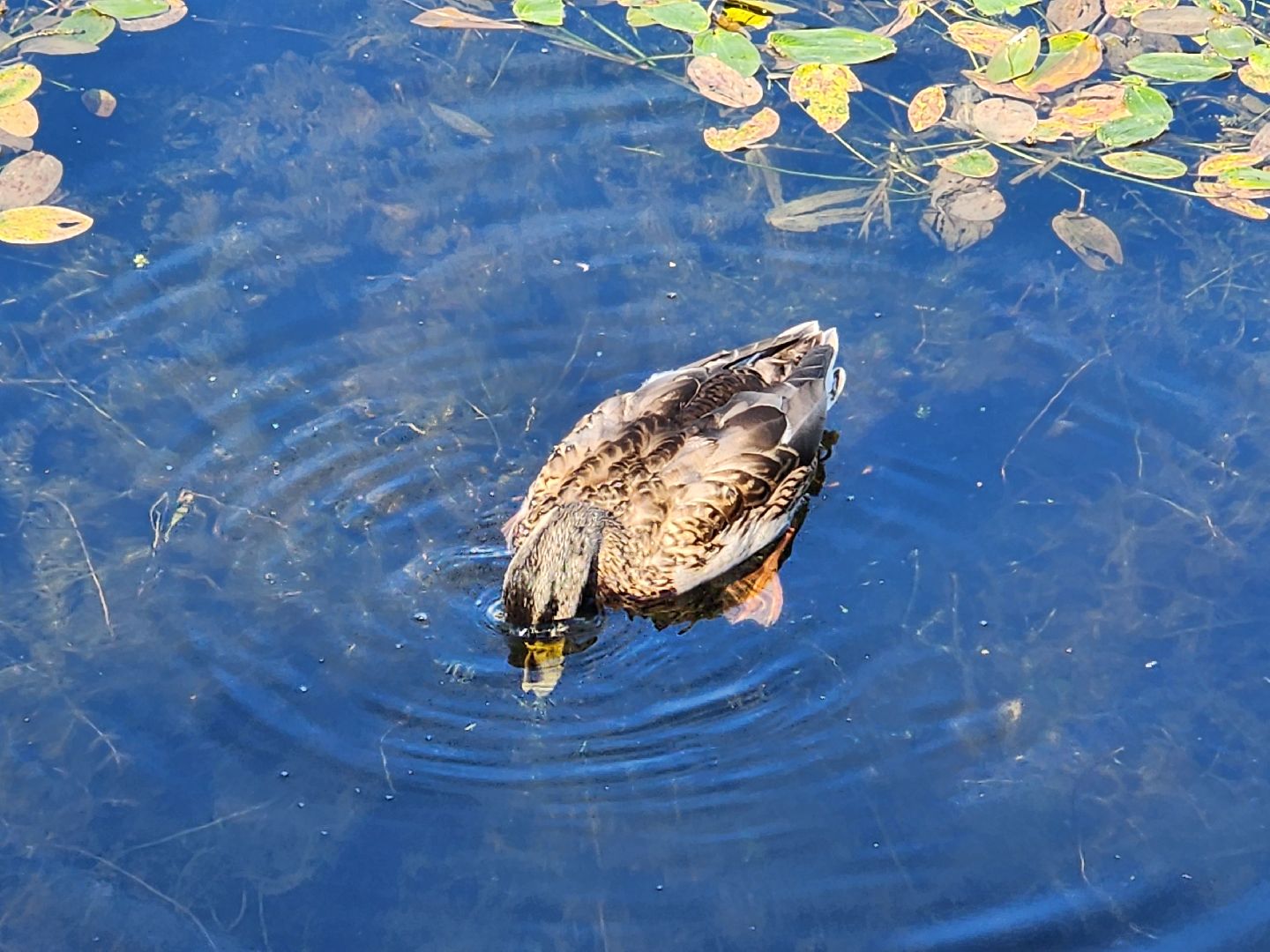 королёв, городской пруд в Юбилейном, уткиогари в королеве,