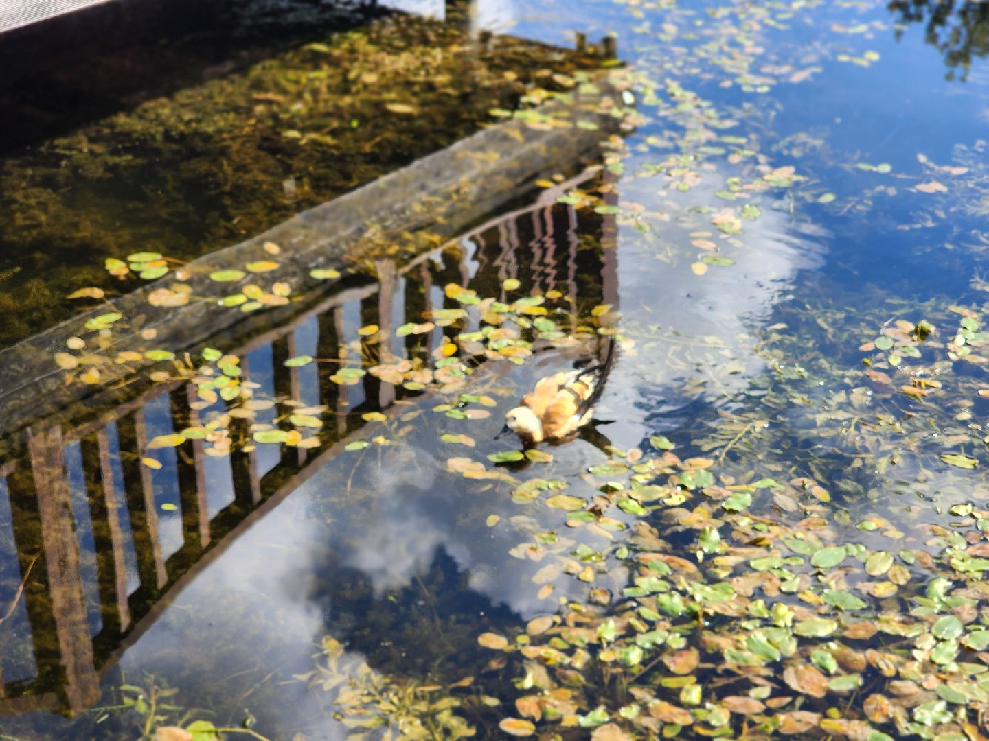 королёв, городской пруд в Юбилейном, уткиогари в королеве,