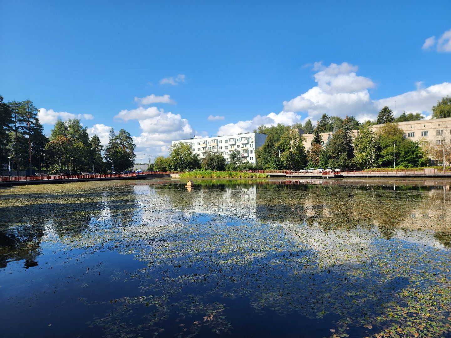 королёв, городской пруд в Юбилейном, уткиогари в королеве,