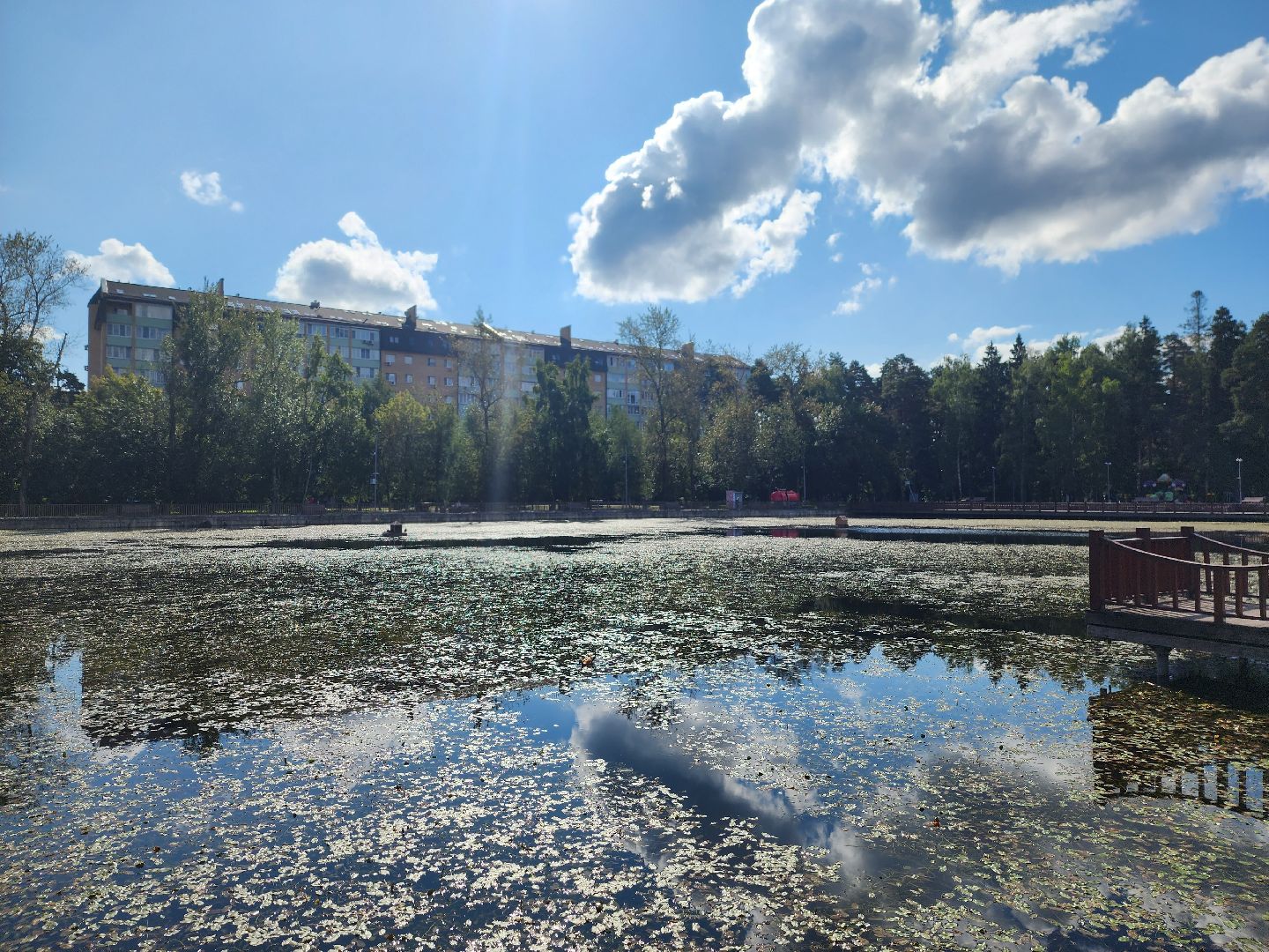 королёв, городской пруд в Юбилейном, уткиогари в королеве,