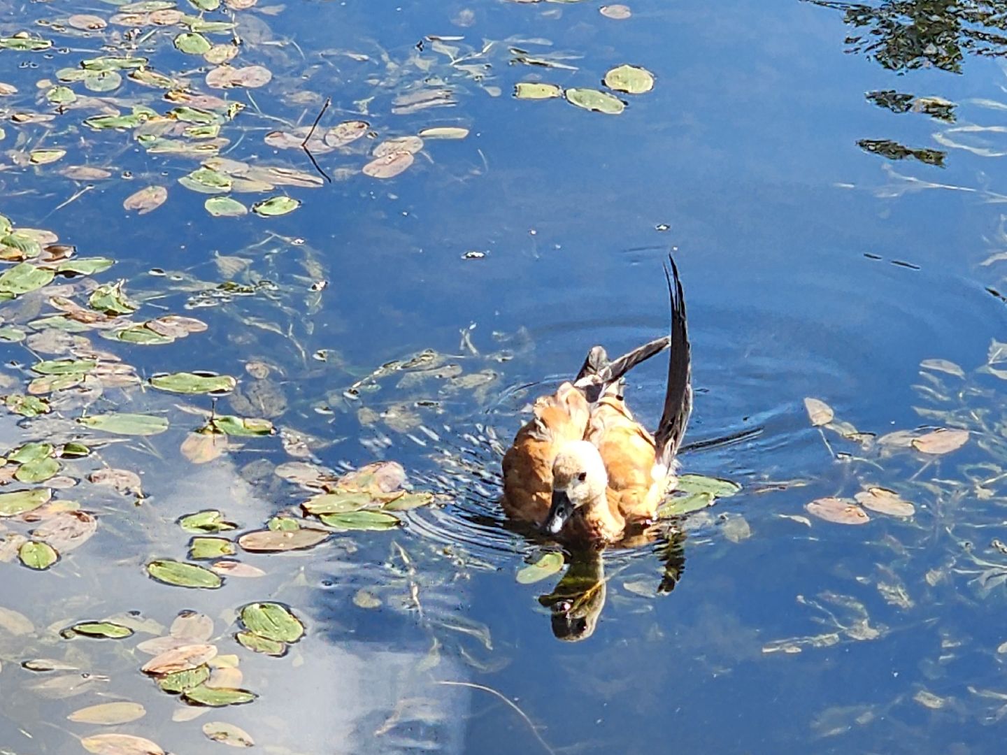 королёв, городской пруд в Юбилейном, уткиогари в королеве,