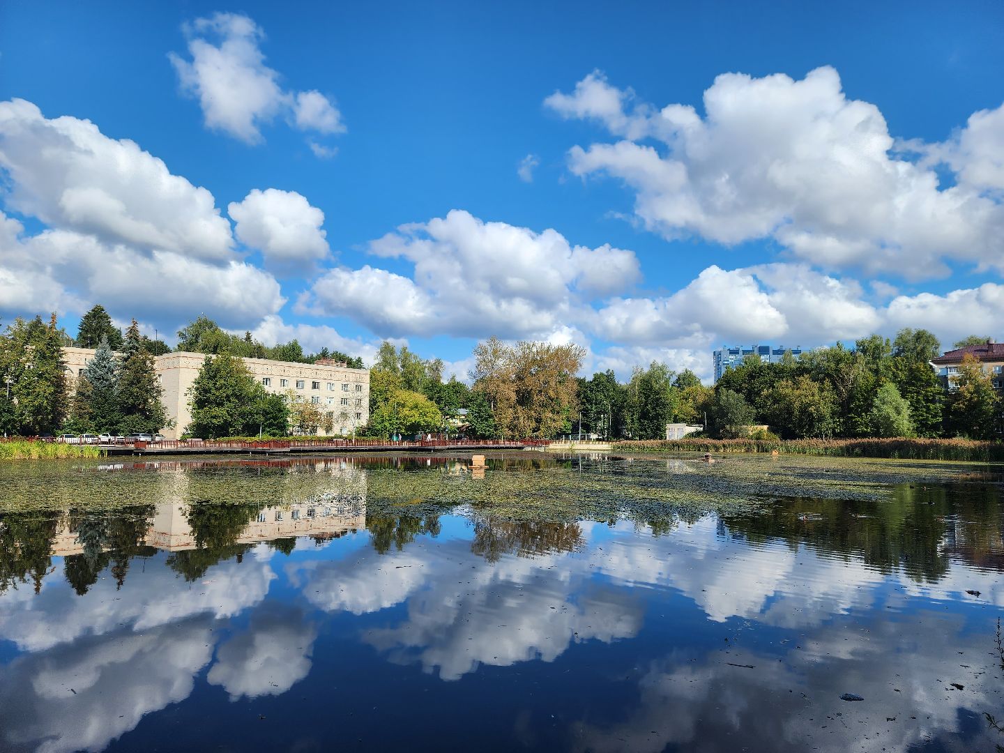 королёв, городской пруд в Юбилейном, уткиогари в королеве,