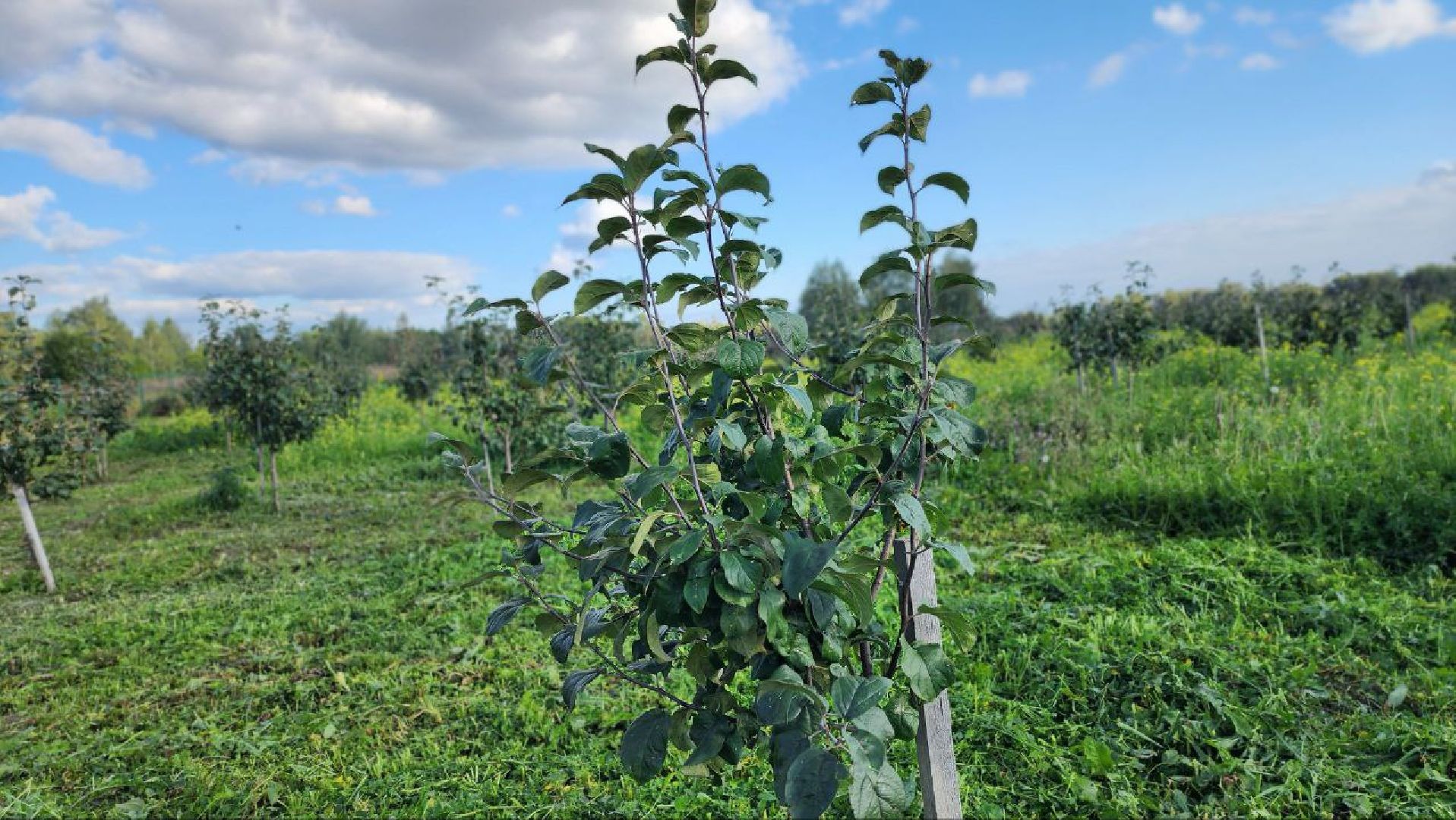 луховицы, сельское хозяйство,