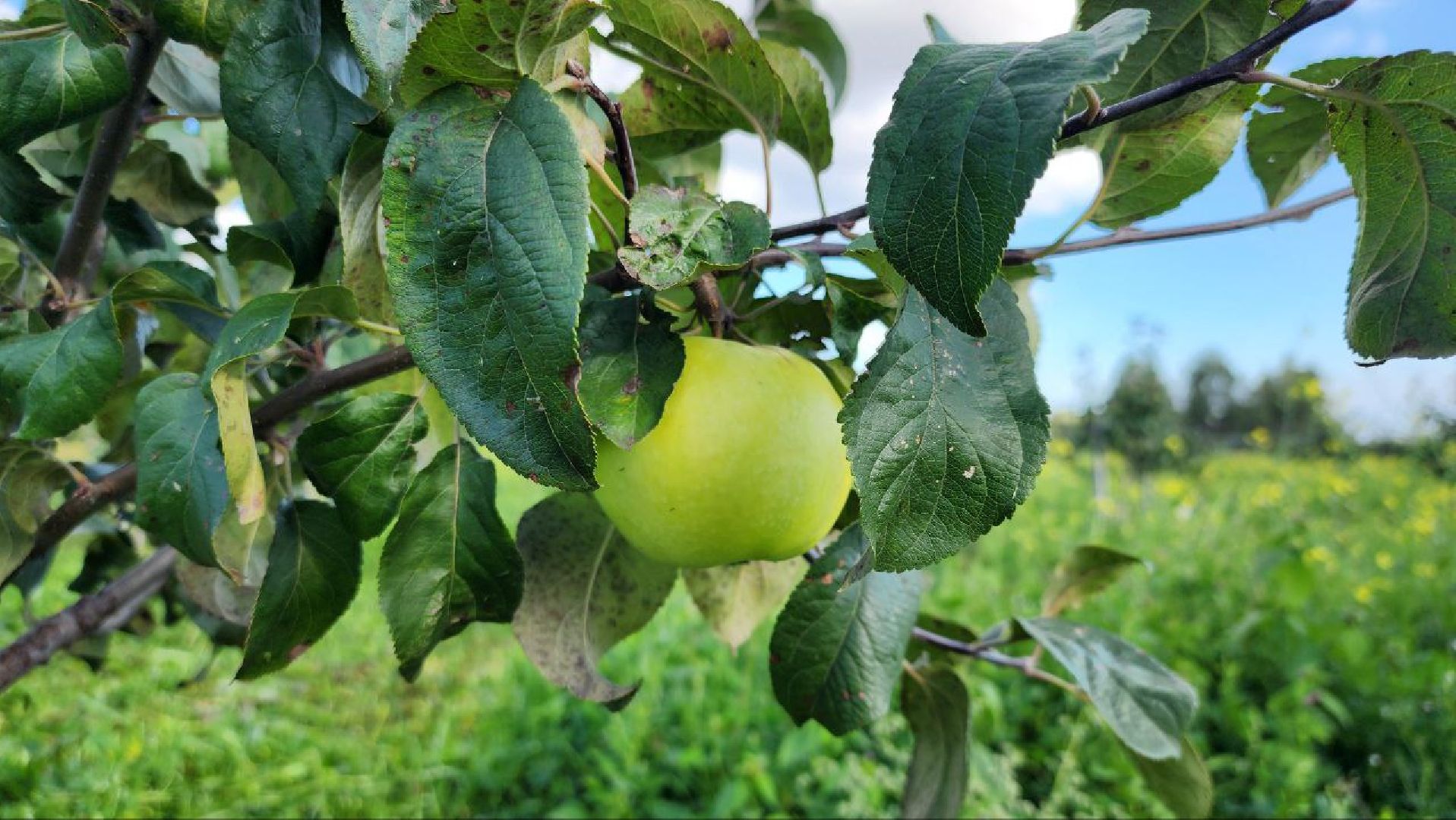 луховицы, сельское хозяйство,