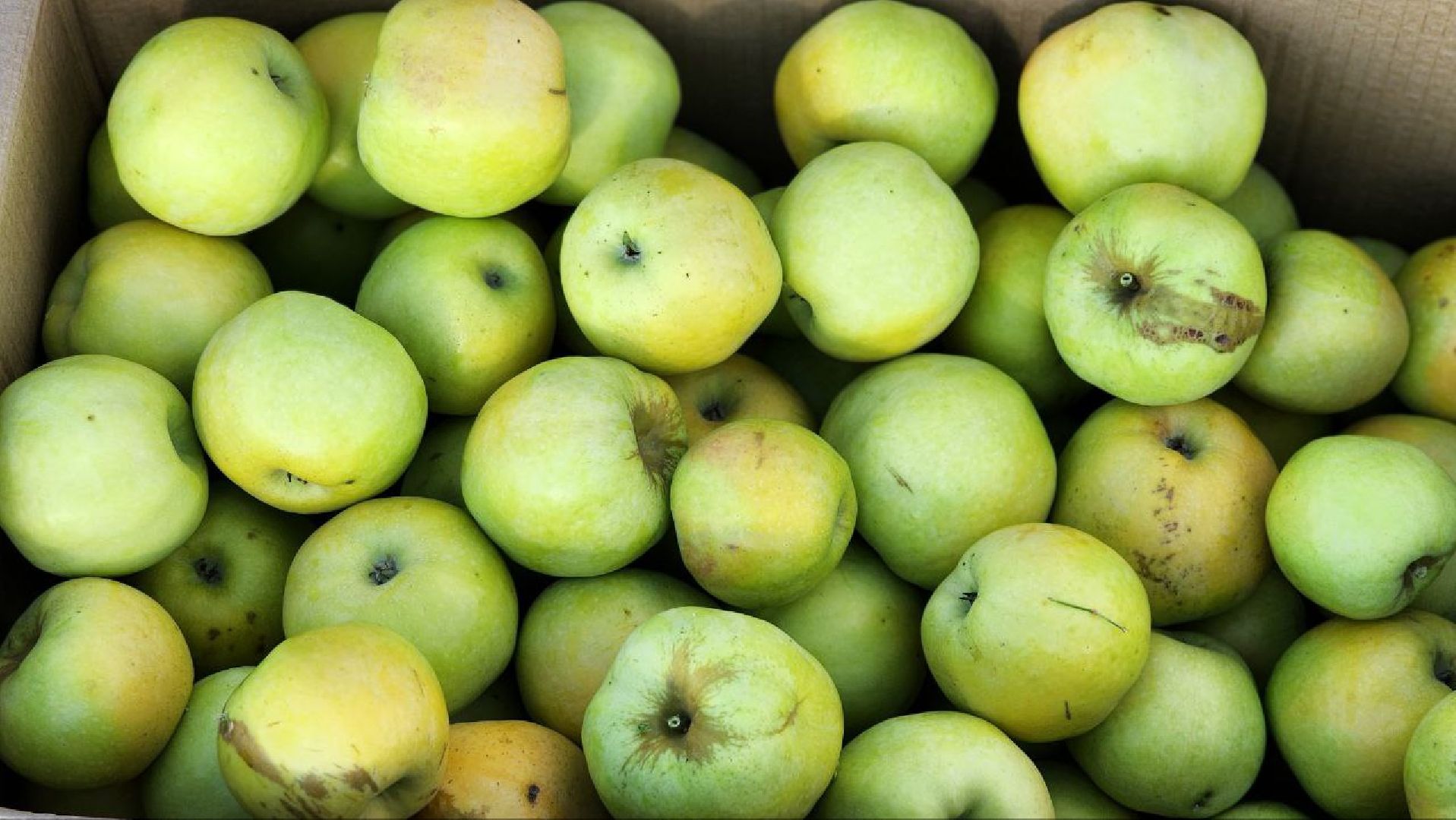 луховицы, сельское хозяйство,