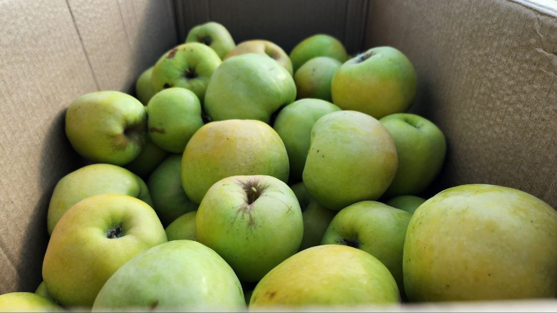 луховицы, сельское хозяйство,