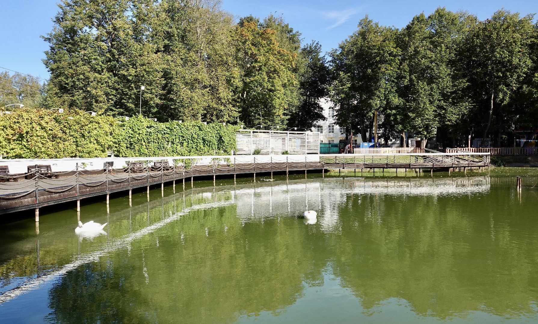 лебеди, природа, сергиев посад, сергиево-посадский городской округ ,