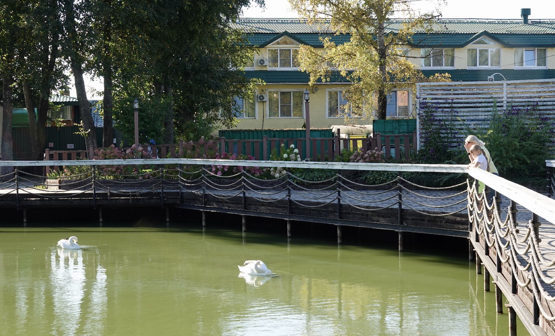 лебеди, природа, сергиев посад, сергиево-посадский городской округ ,