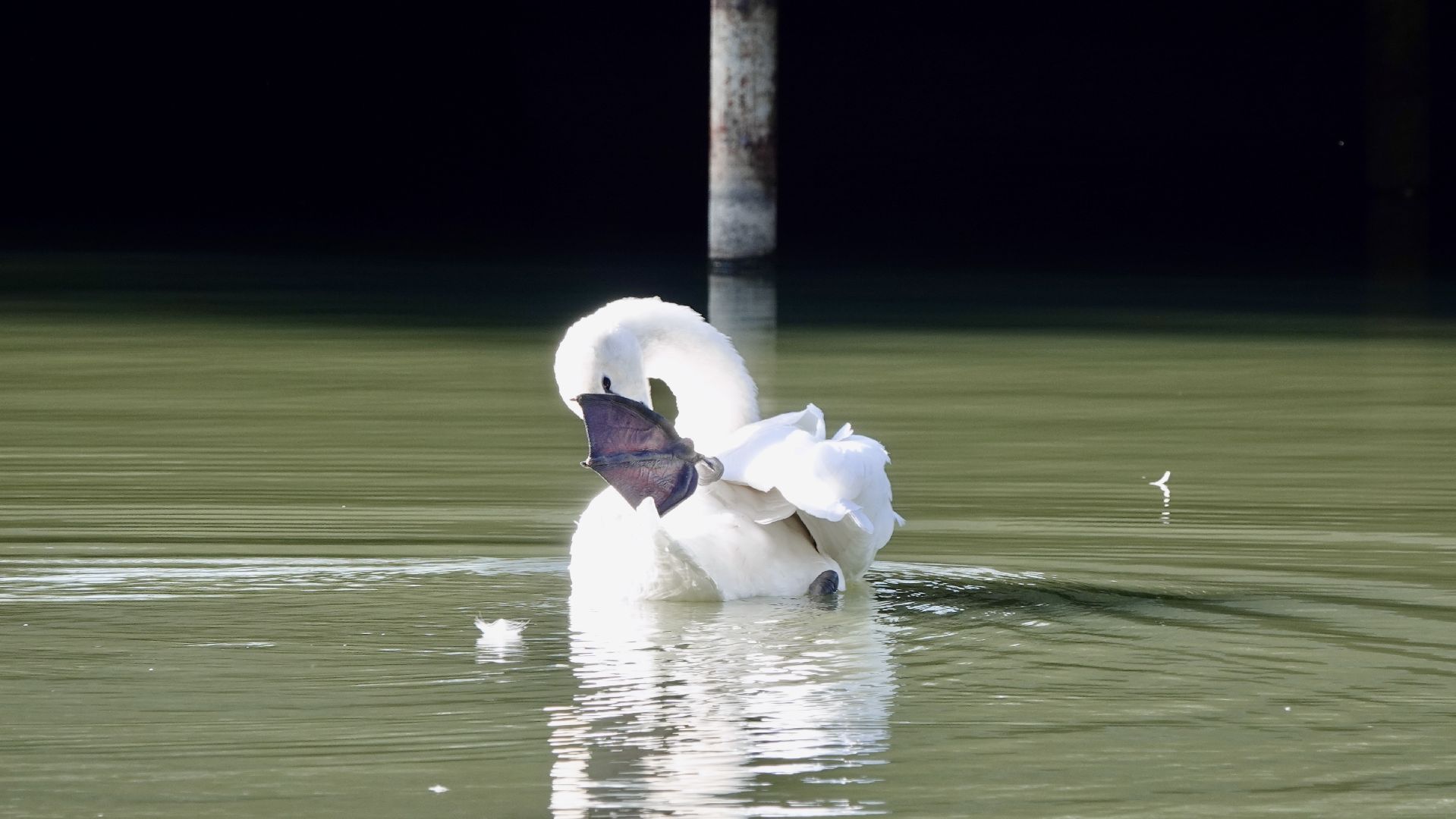 лебеди, природа, сергиев посад, сергиево-посадский городской округ ,