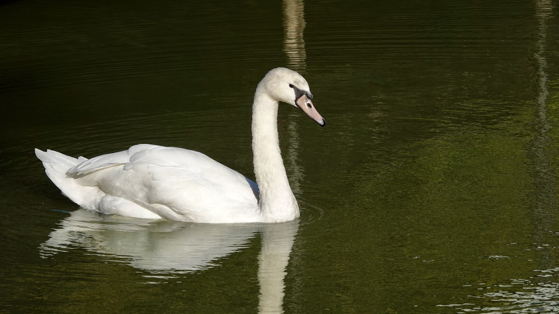 лебеди, природа, сергиев посад, сергиево-посадский городской округ ,