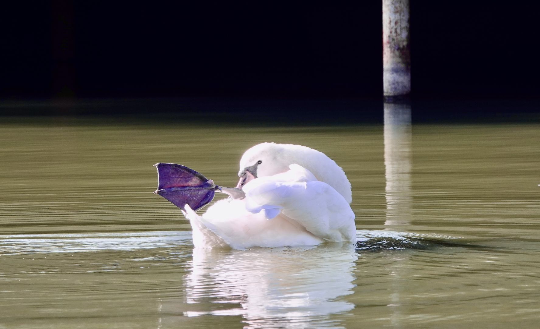 лебеди, природа, сергиев посад, сергиево-посадский городской округ ,