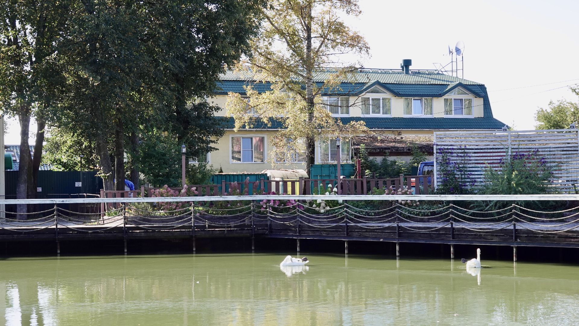лебеди, природа, сергиев посад, сергиево-посадский городской округ ,