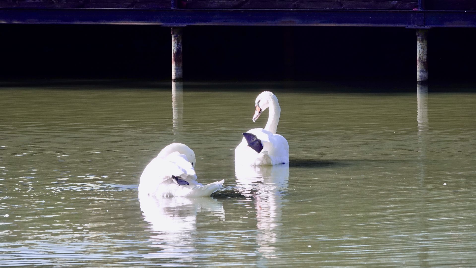 лебеди, природа, сергиев посад, сергиево-посадский городской округ ,