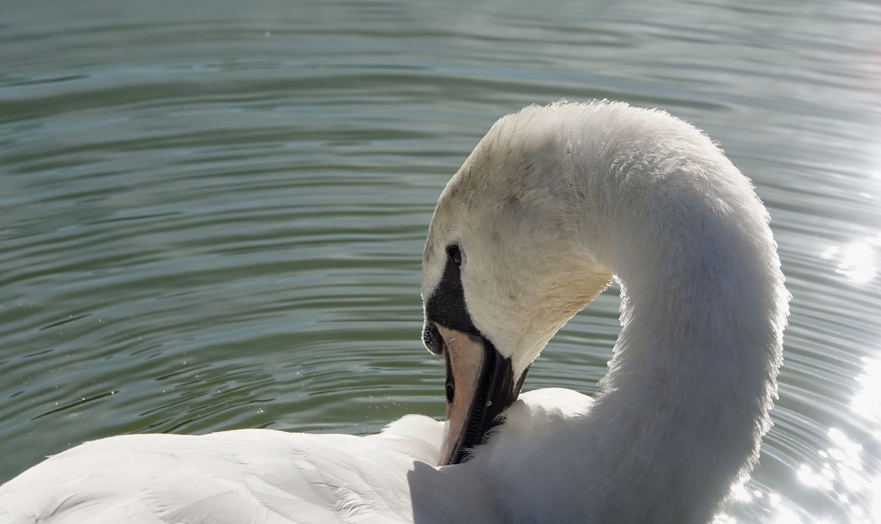 лебеди, природа, сергиев посад, сергиево-посадский городской округ ,