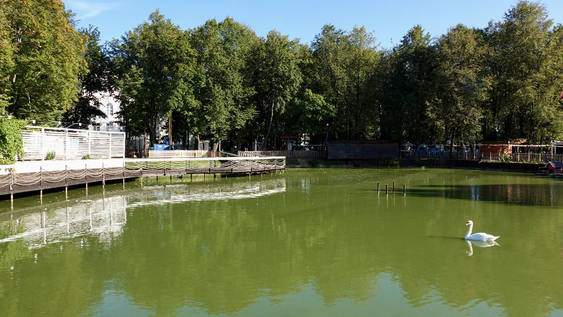 лебеди, природа, сергиев посад, сергиево-посадский городской округ ,