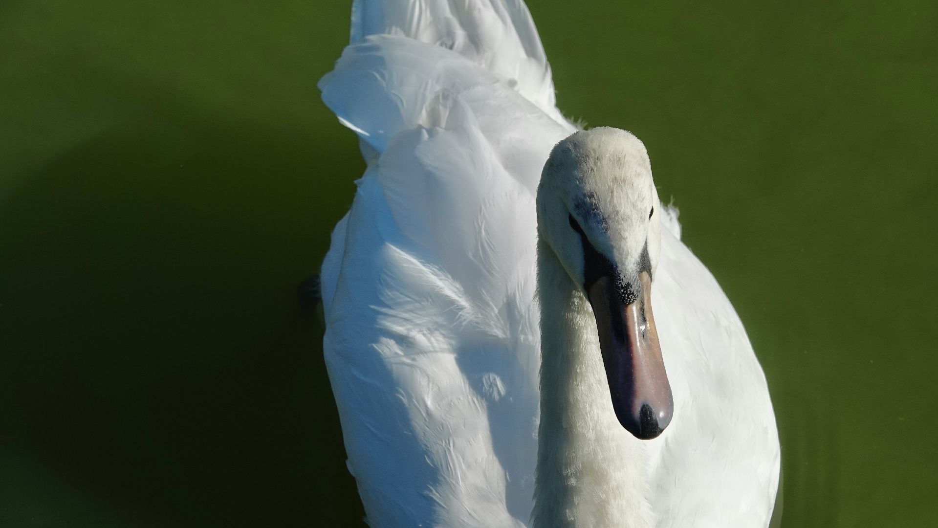 лебеди, природа, сергиев посад, сергиево-посадский городской округ ,