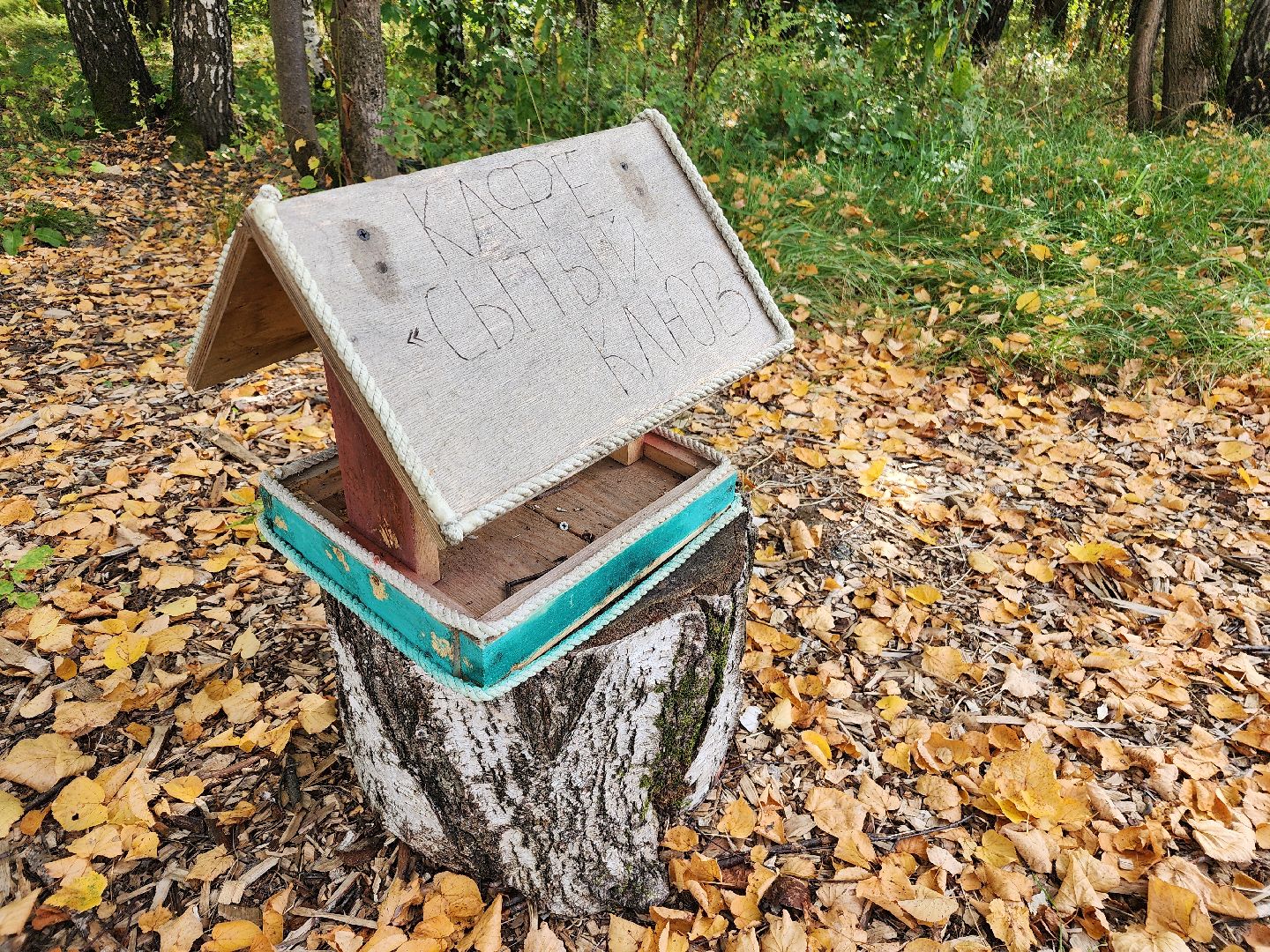 фрязино, грибы в лесу, лесопарк, кормушки,