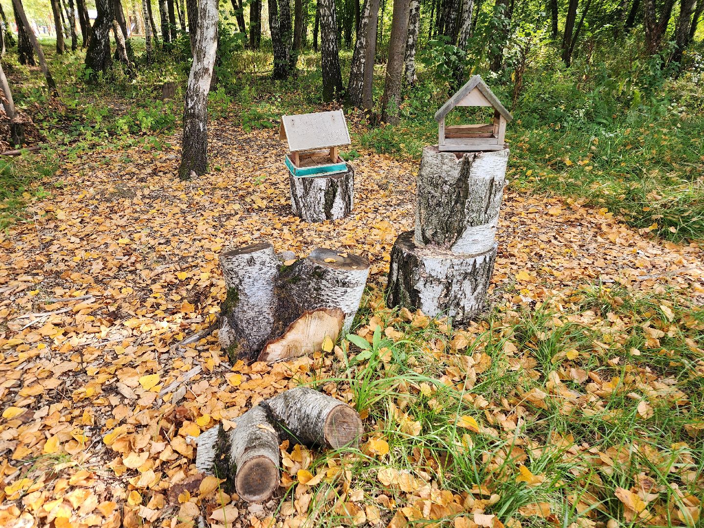 фрязино, грибы в лесу, лесопарк, кормушки,