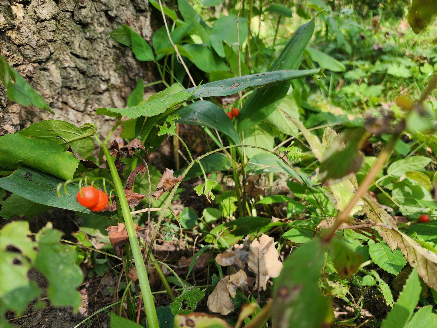 фрязино, грибы в лесу, лесопарк, кормушки,