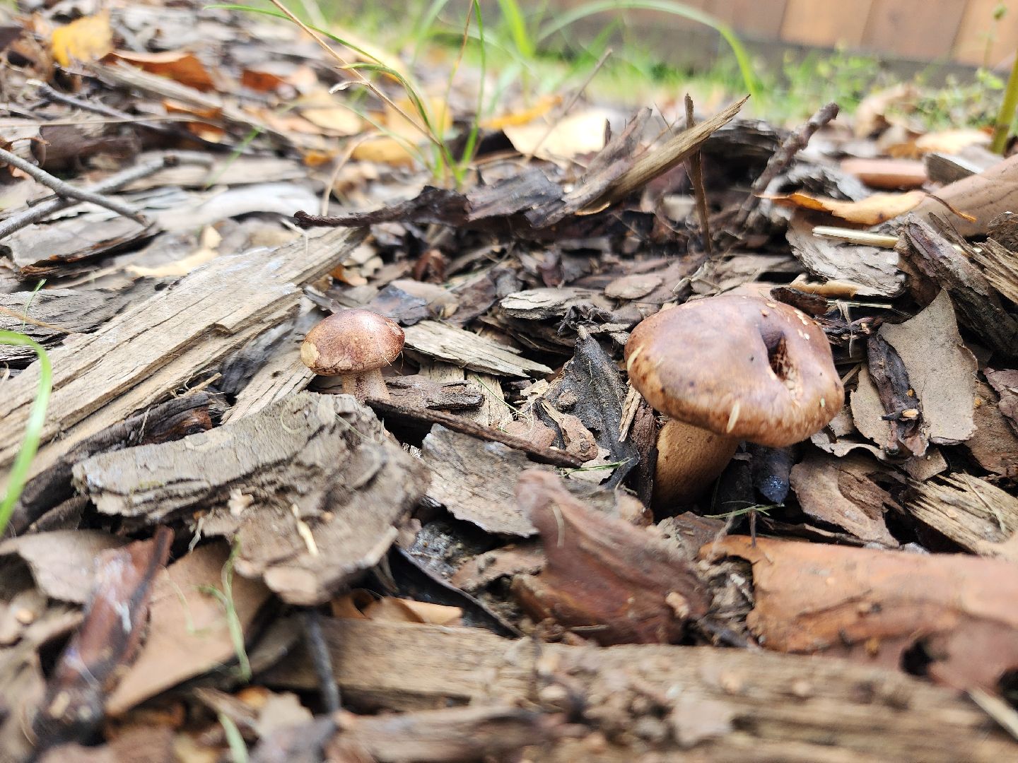 фрязино, грибы в лесу, лесопарк, кормушки,