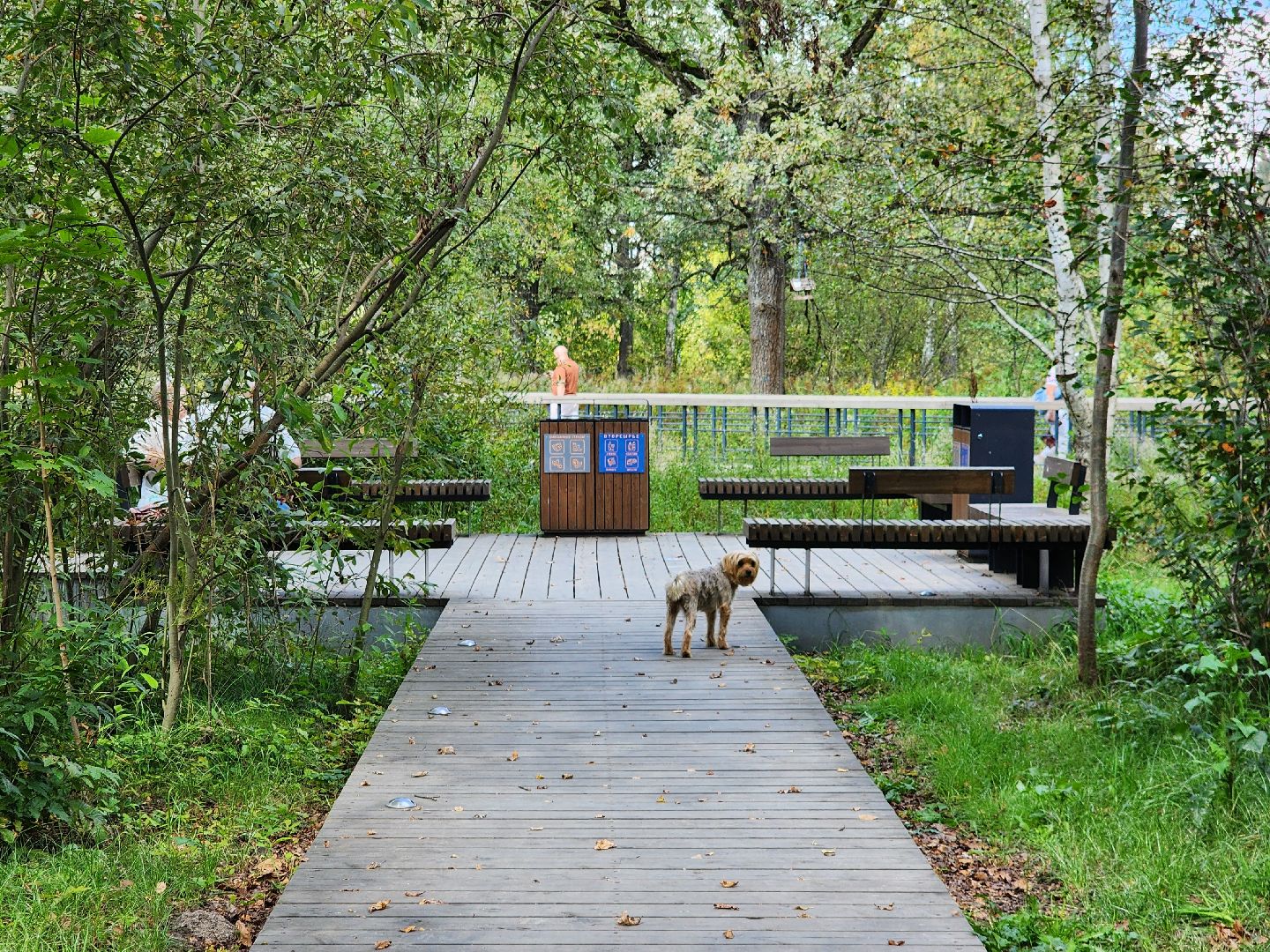 фрязино, грибы в лесу, лесопарк, кормушки,