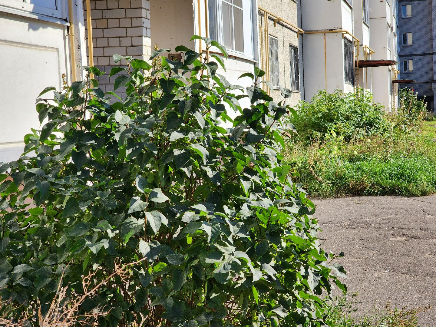 выездная администрация, прием граждан, обращения жителей, рабочий поселок обухово, богородский городской округ,