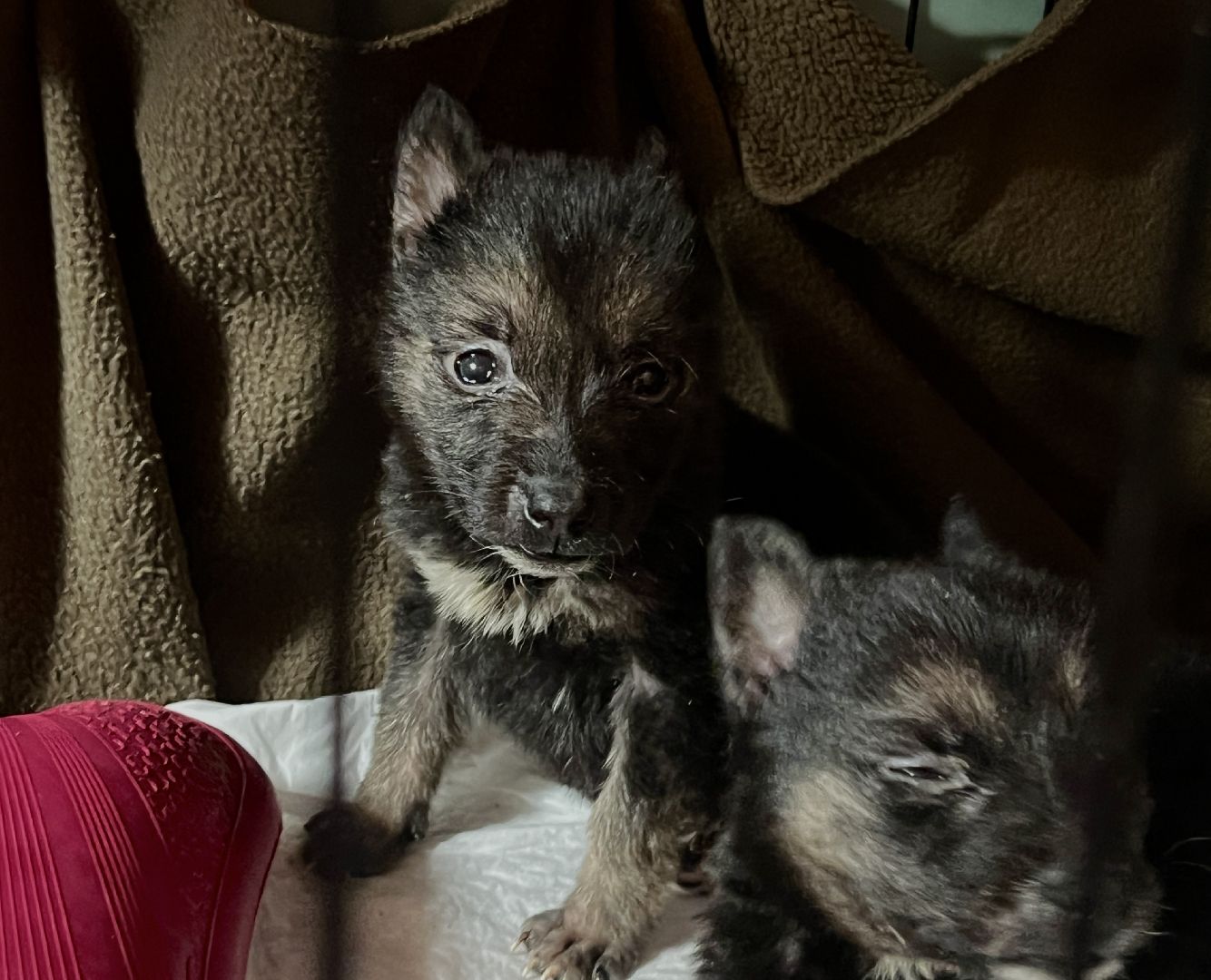 наро-фоминск, добрые дела, благо твори,   щенки, собачья жизнь,