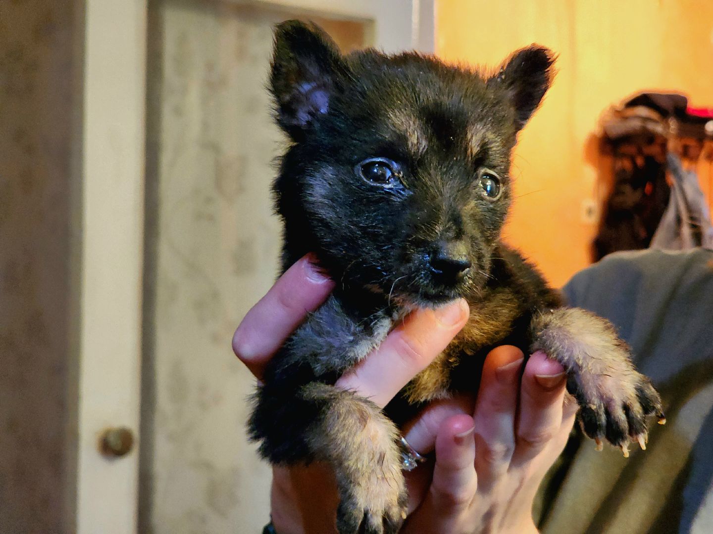 наро-фоминск, добрые дела, благо твори,   щенки, собачья жизнь,