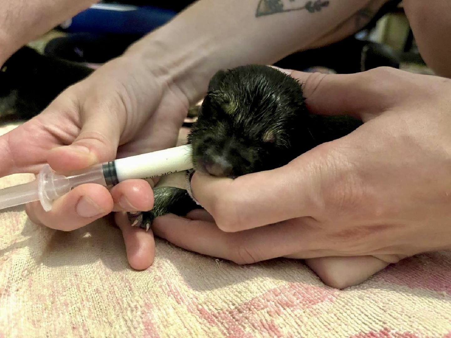 наро-фоминск, добрые дела, благо твори,   щенки, собачья жизнь,