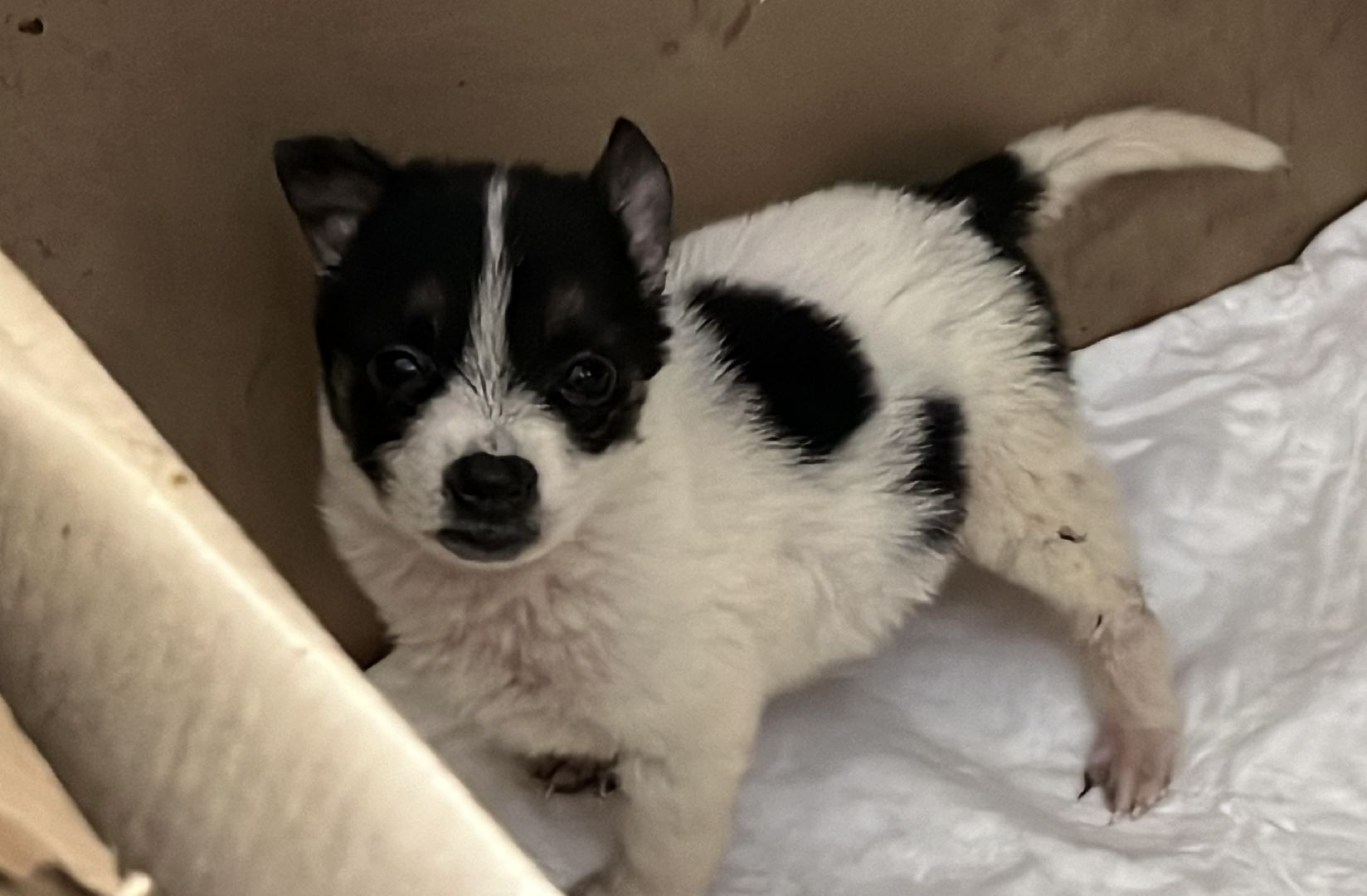 наро-фоминск, добрые дела, благо твори,   щенки, собачья жизнь,