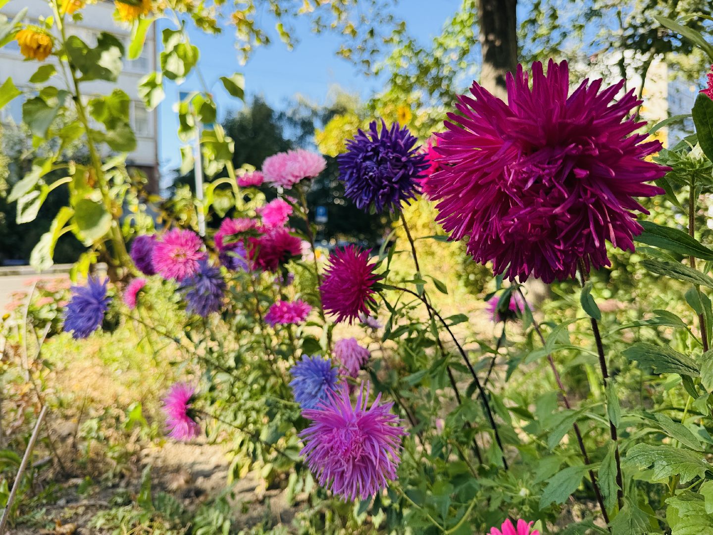 раменское, благоустройство, воркаут, воркаут площадка,