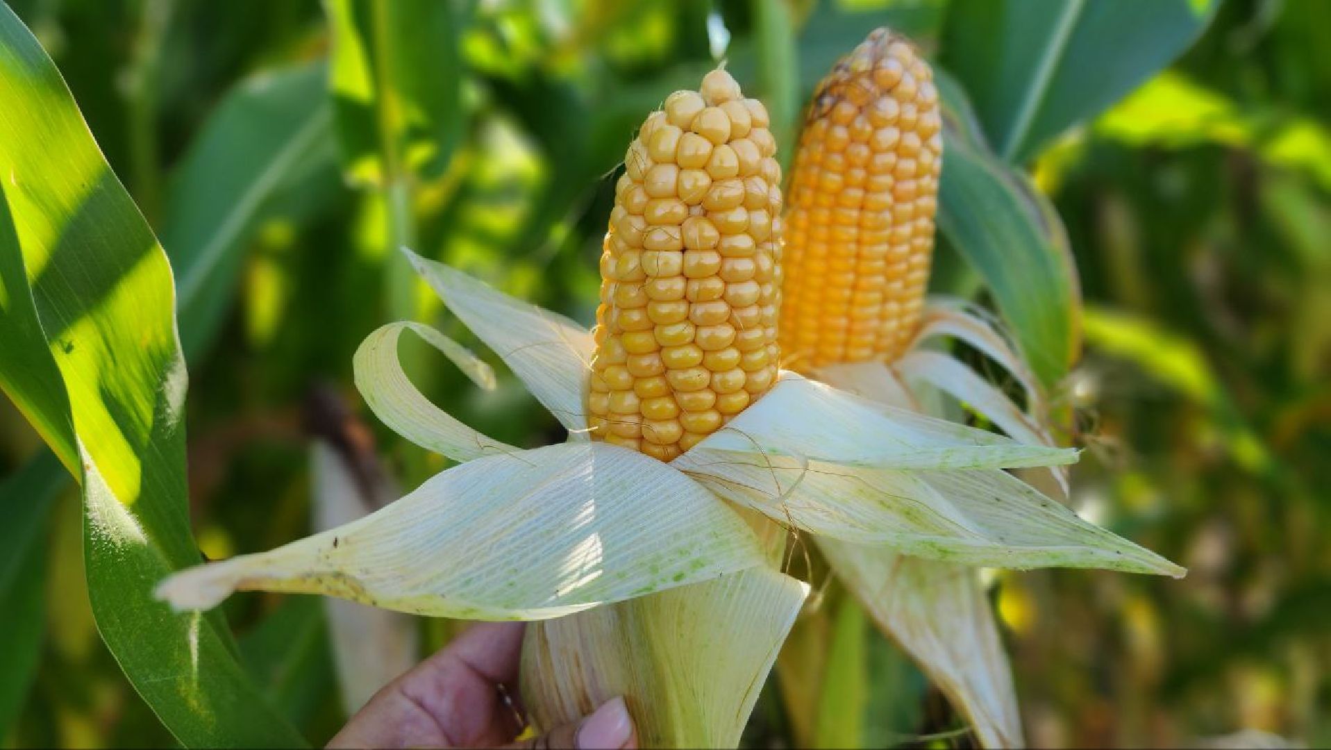 луховицы, сельское хозяйство,