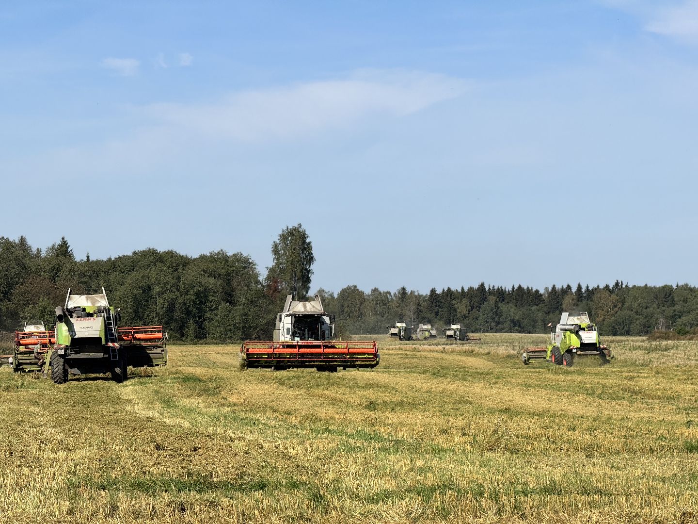 шаховская, уборка урожая, сельское хозяйство, уборка пшеницы,