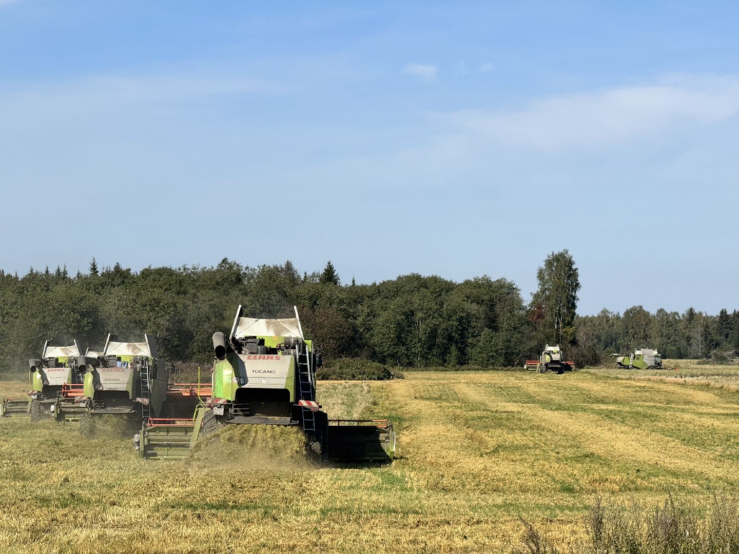 шаховская, уборка урожая, сельское хозяйство, уборка пшеницы,