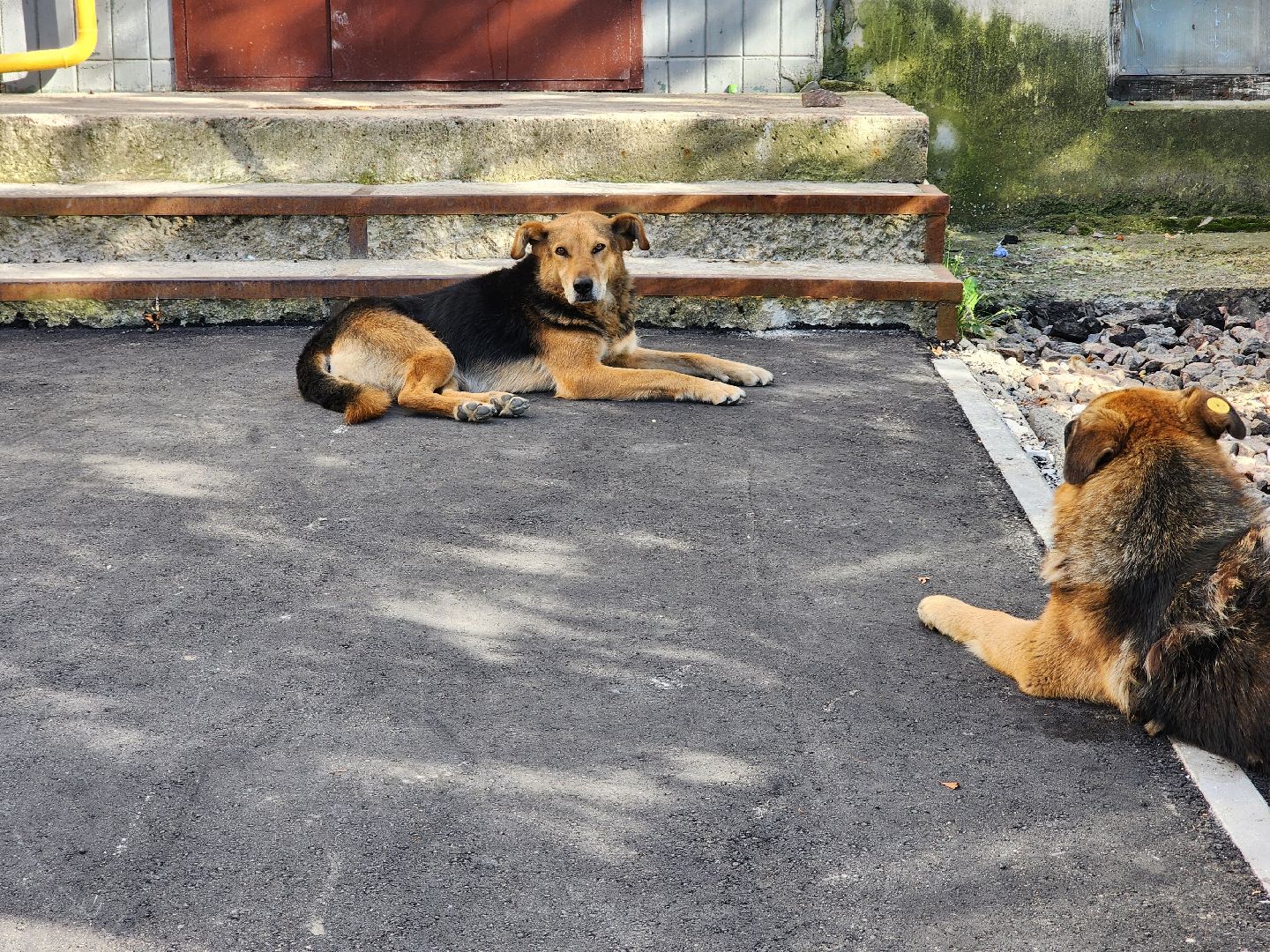 благоустройство дворовых территорий, комплексное благоустройство, комфортная городская среда, старая купавна, богородский городской округ,